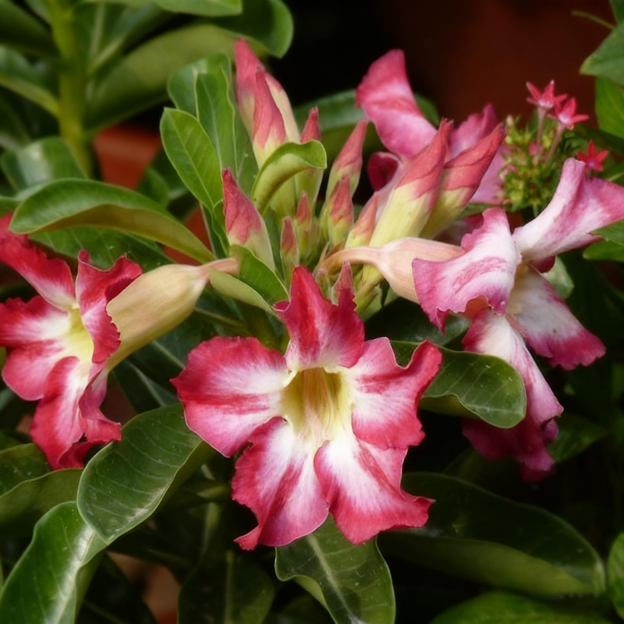 Desert Rose seeds growing in a container showing indoor-outdoor versatility