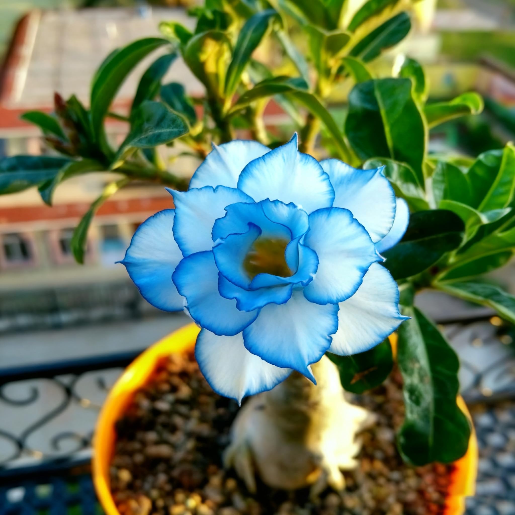 Desert Rose seeds demonstrate drought-tolerant succulent habit with thick trunk water storage