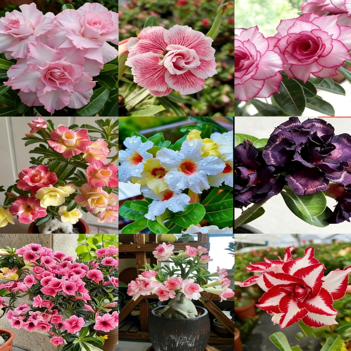 Desert Rose seeds showing mixed blooms for a striking garden display