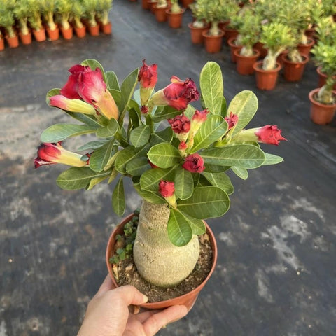 Desert Rose seeds ideal for outdoors with minimal watering once established