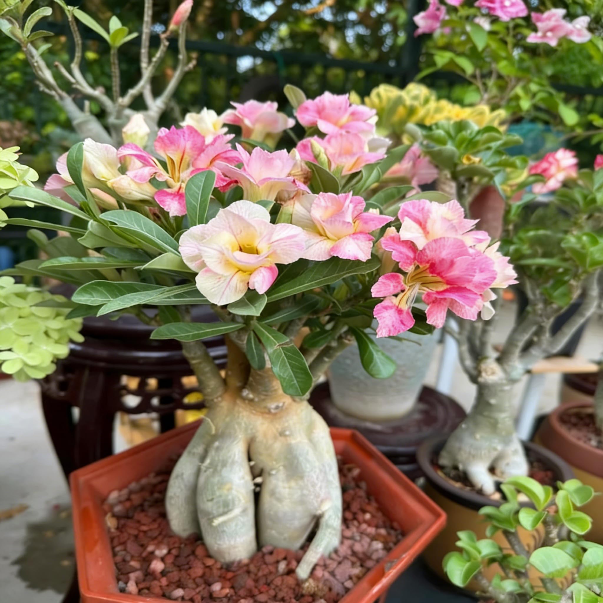 Desert Rose seeds thriving in USDA zones 10-11 as outdoor perennials