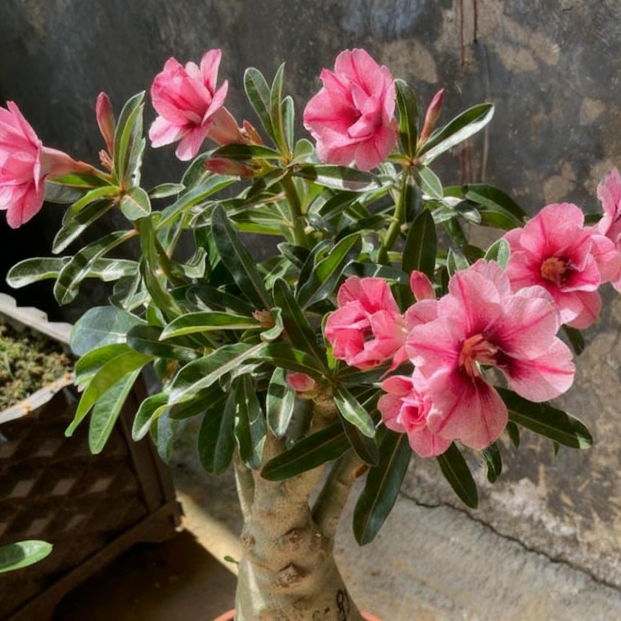 Desert Rose seeds ready to bloom from spring through fall in warm climates