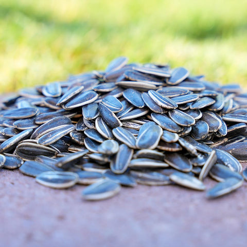 Close-up of Desert Valley striped sunflower seeds showing pattern and high oil content.