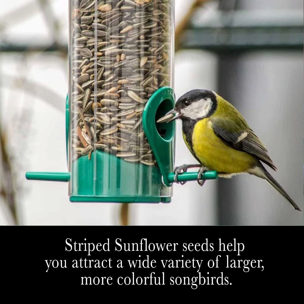 Desert Valley Striped Sunflower Seed is grown in the USA for quality.