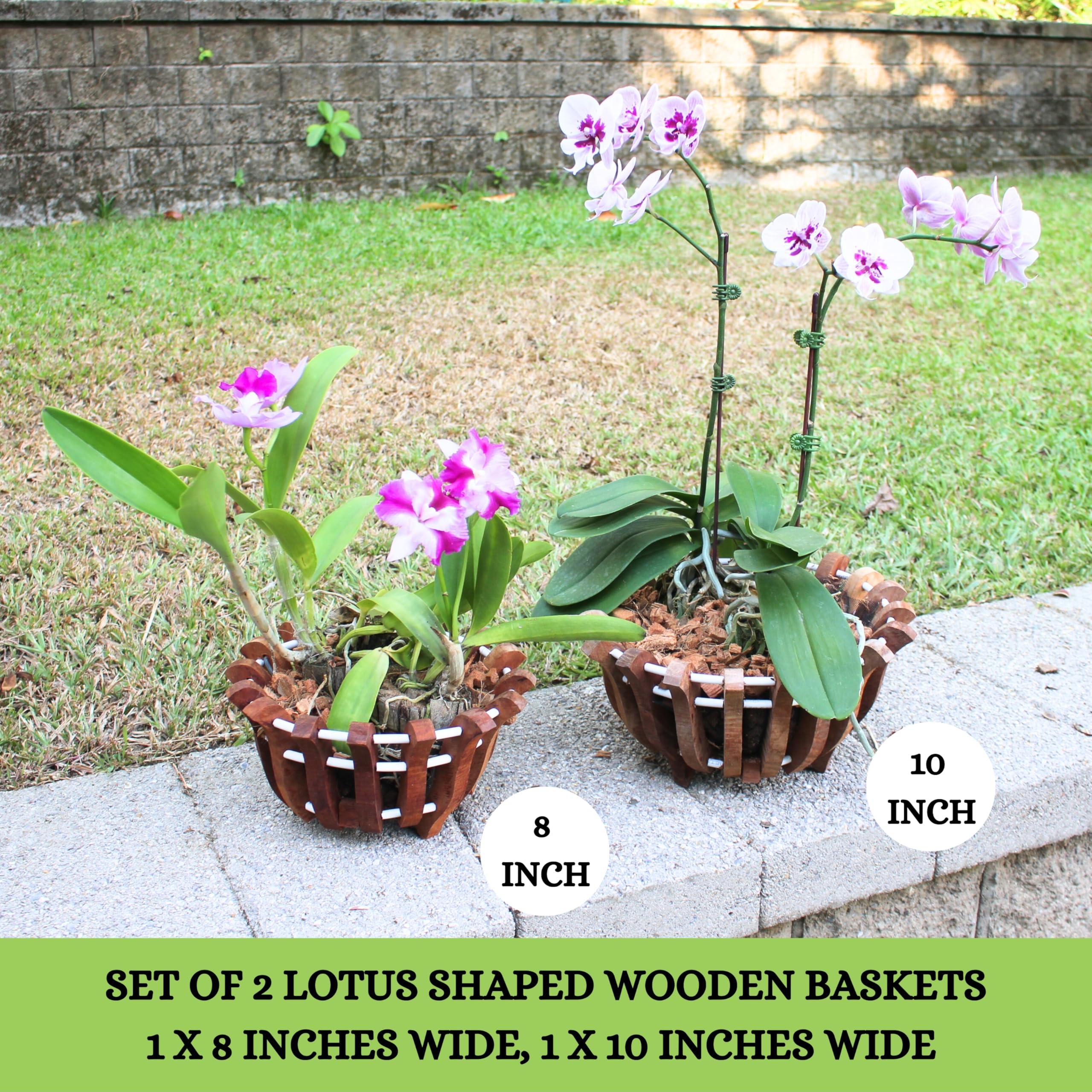 DESQUIGGLE 2 rustic lotus-shaped orchid basket, outdoor 8in, compact display for smaller plants.