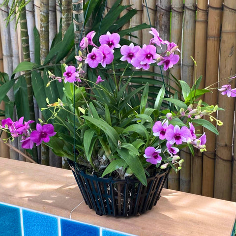 DESQUIGGLE hanging basket with 32-inch hangers supports easy outdoor display.
