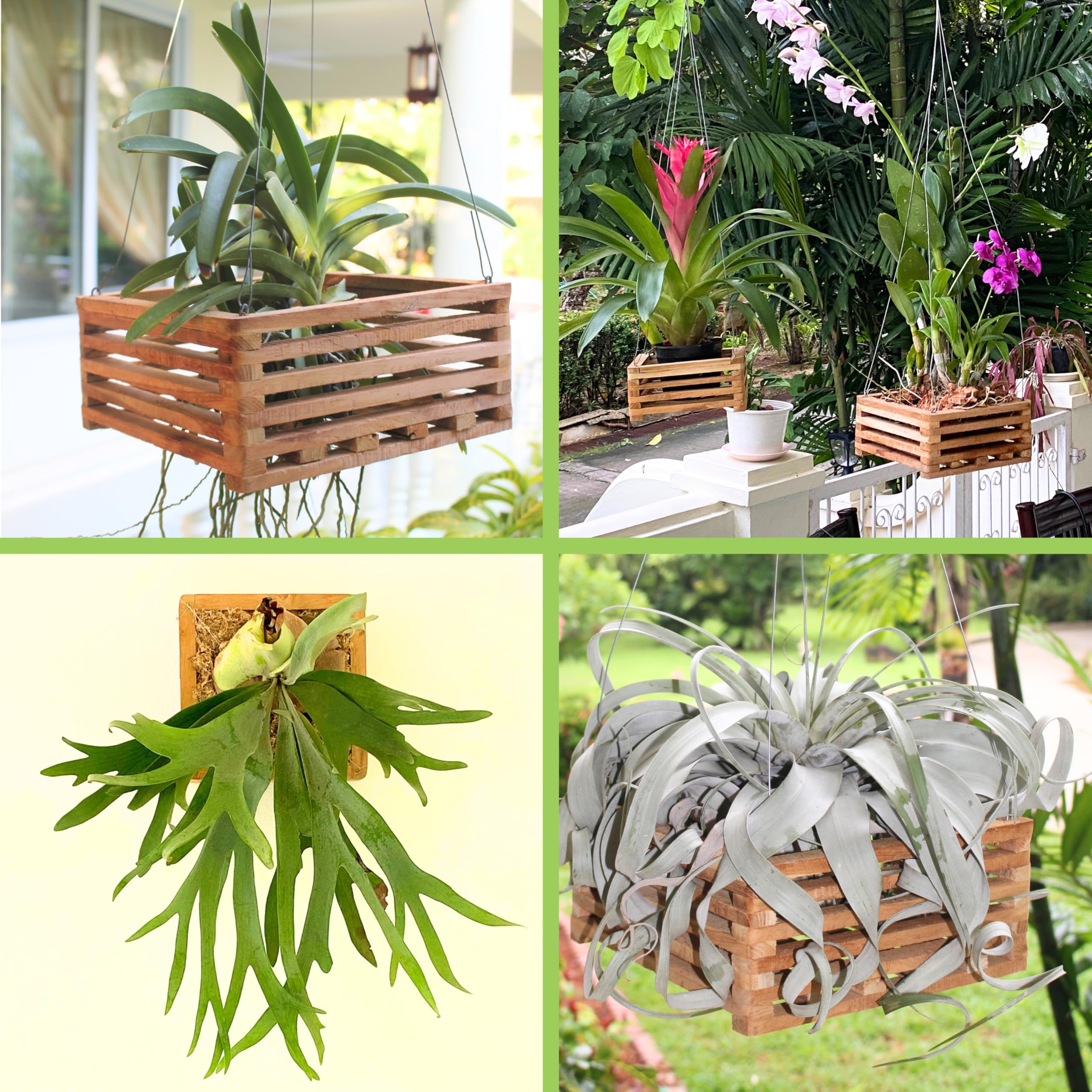 DESQUIGGLE multiple orchids in a cohesive table display.