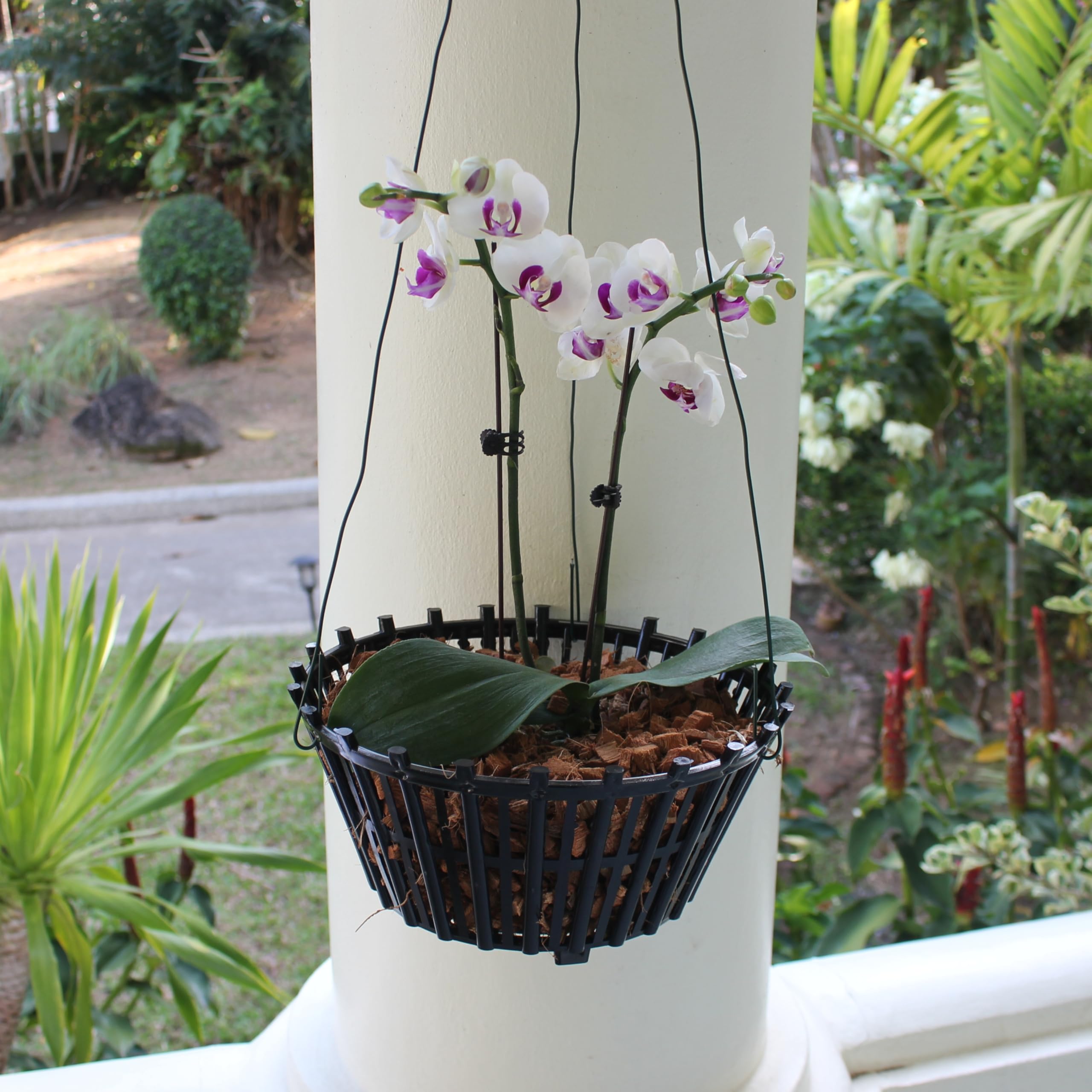 DESQUIGGLE outdoor orchids in baskets for effortless display and airflow.