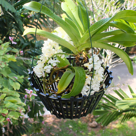 DESQUIGGLE side-hole airflow basket promotes airflow and drainage for roots.