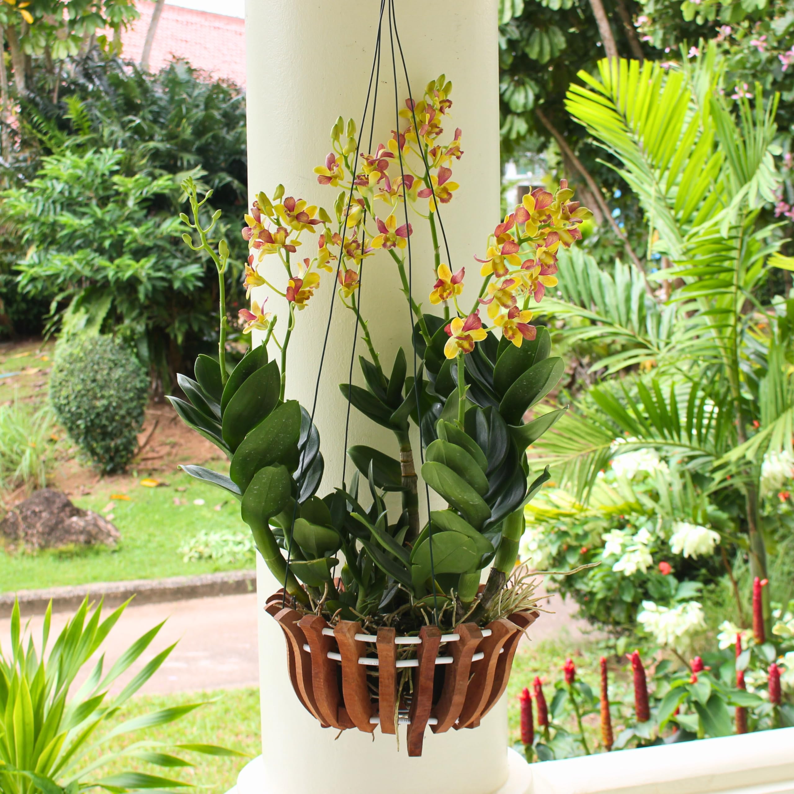 DESQUIGGLE wooden orchid baskets with white protective tubing detail.