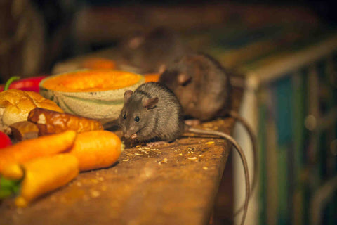 DETOUR Rat Repellent Gel NSF-registered formula for food prep areas.