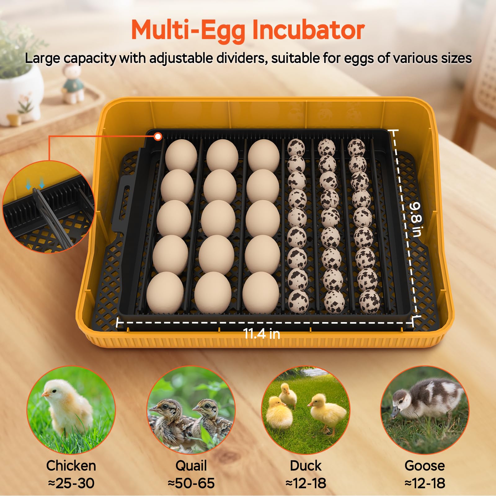 Devopet LCD display and candler for real-time monitoring and easy embryo observation