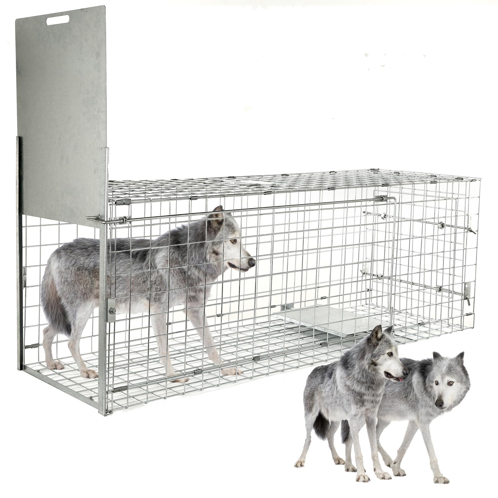 Dexyla 57-inch collapsible trap front view showing spacious interior for humane capture