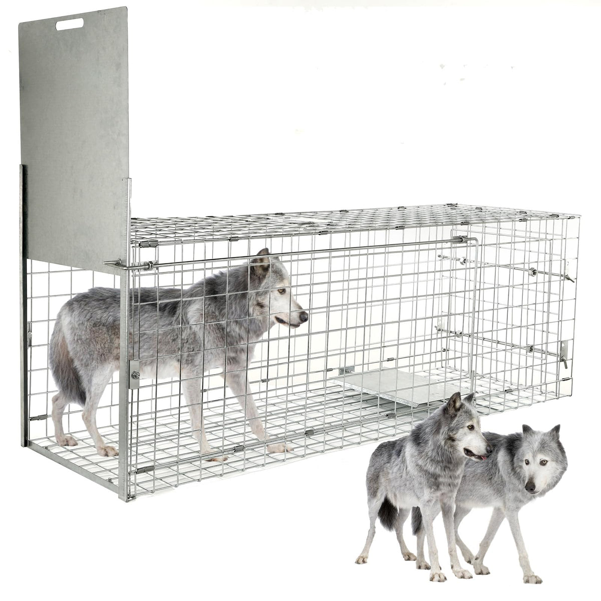 Dexyla 57-inch collapsible trap front view showing spacious interior for humane capture