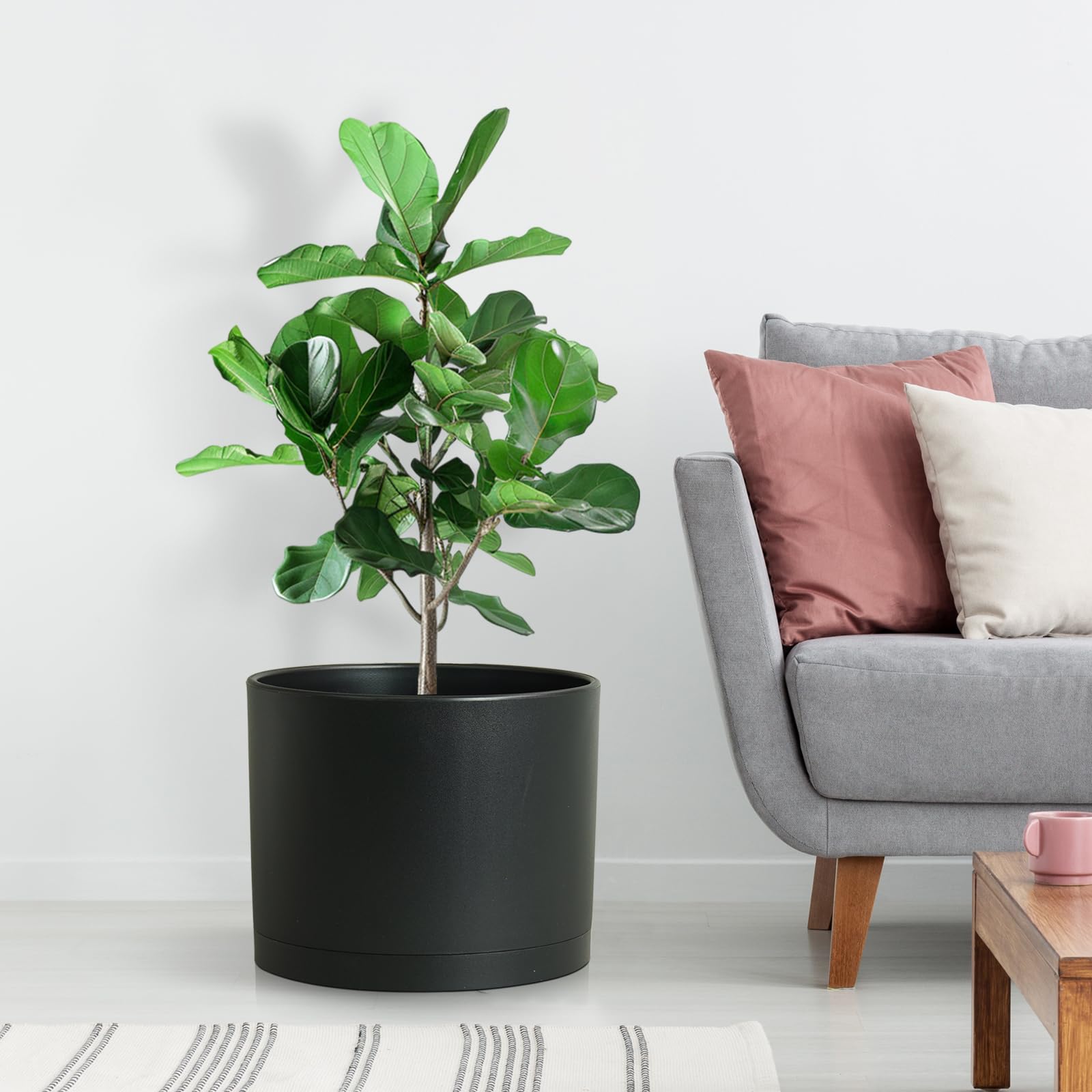 DGJDLWHX Monstera in 8-inch pot illustrates roomy indoor display.