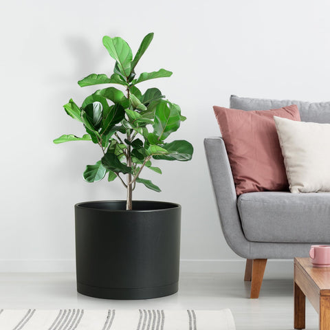 DGJDLWHX Monstera in 8-inch pot illustrates roomy indoor display.