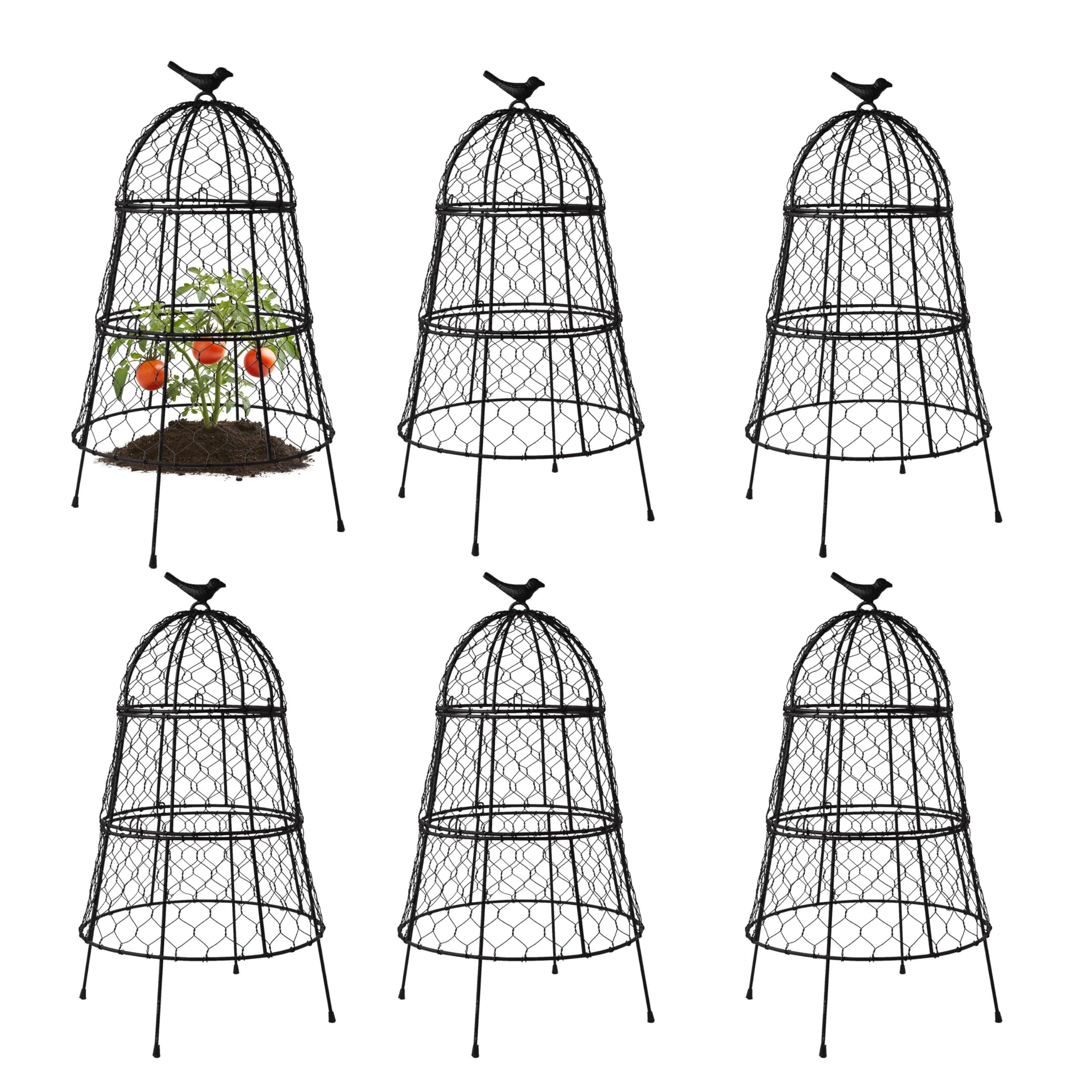 DHAMPOOH 6 pack cloche packaged for quick setup