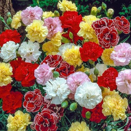 Dianthus Caryophyllus seeds in a border garden, easy-to-maintain and fragrant
