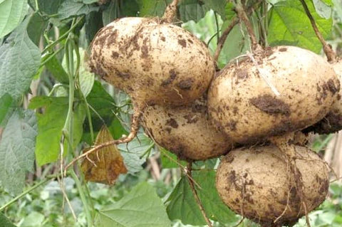 Diaspora Asian Seeds heritage jicama showcases heirloom flavor and traditional tuber potential.