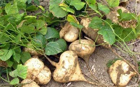 Diaspora Asian Seeds indoor seed start guide encourages early pre-season germination.