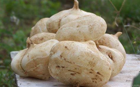 Diaspora Asian Seeds jicama tubers underground hint at crisp edible roots to harvest.