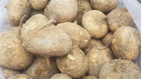 Diaspora Asian Seeds jicama vine growth demonstrates compact growth suitable for containers.