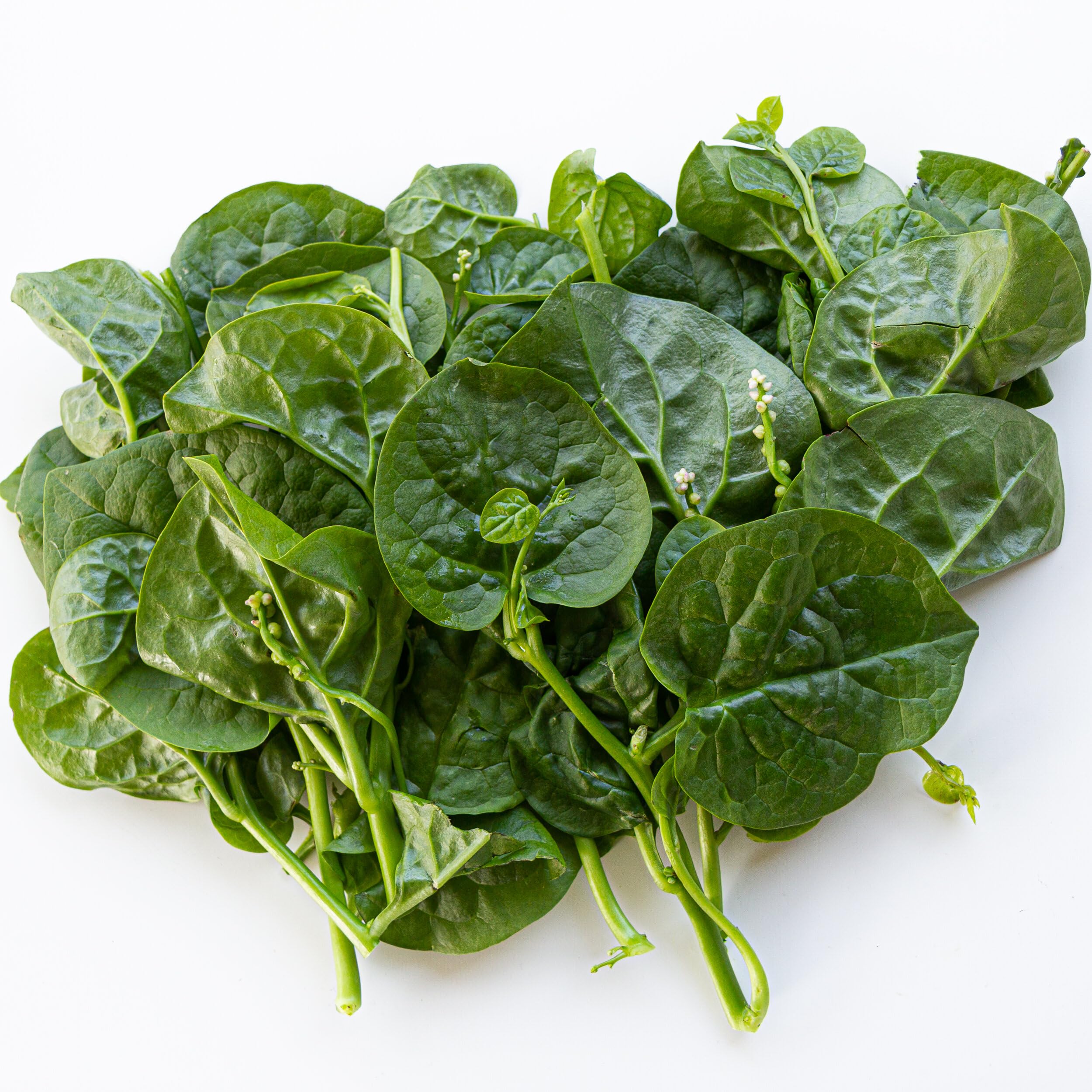 DIASPORA ASIAN SEEDS Malabar spinach bed-ready plant for containers.