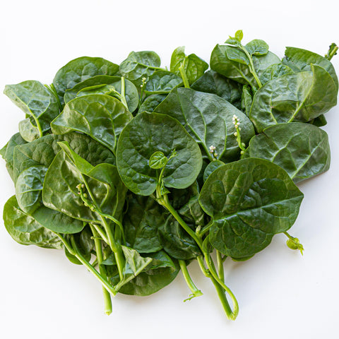 DIASPORA ASIAN SEEDS Malabar spinach bed-ready plant for containers.