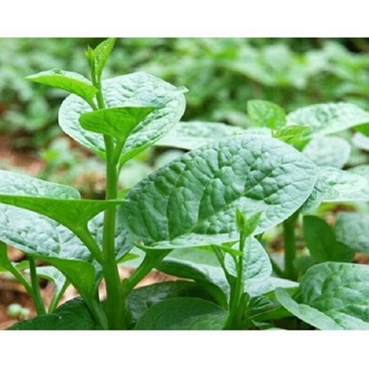 DIASPORA ASIAN SEEDS Malabar spinach harvest-ready leaves with mild peppery flavor.