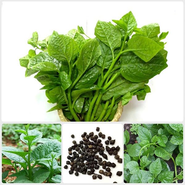 DIASPORA ASIAN SEEDS Malabar spinach leaves form a dense canopy, ideal for hot-season salads.