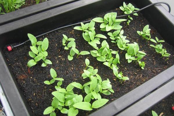 DIASPORA ASIAN SEEDS Malabar spinach dark-green leaves, glossy texture for quick stir-fries.