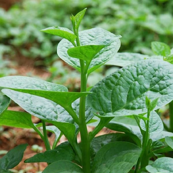 DIASPORA ASIAN SEEDS Malabar spinach thick stems show vigorous growth.