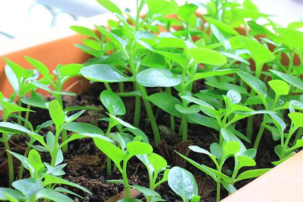 DIASPORA ASIAN SEEDS Malabar spinach vine climbs a trellis, saving garden space.