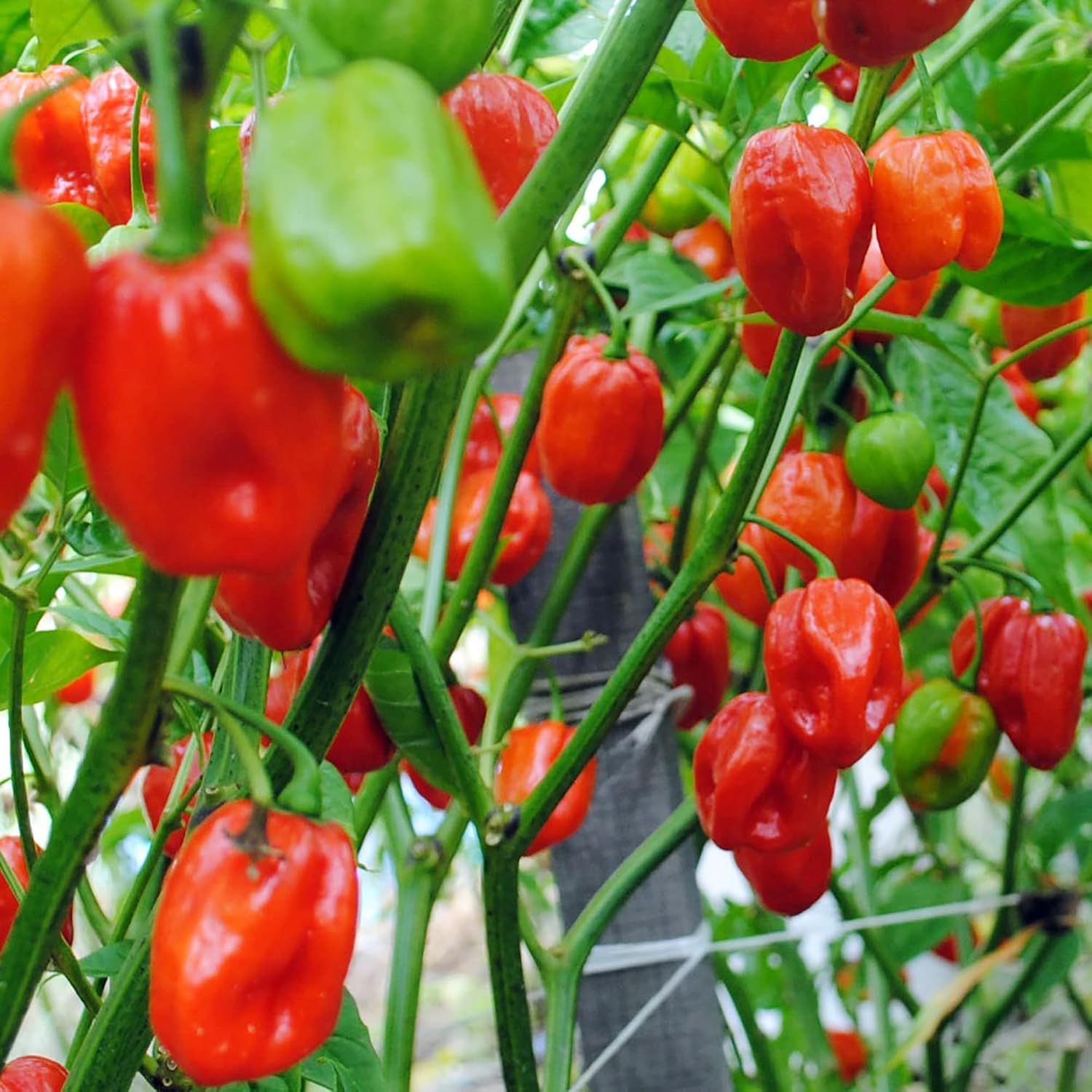 DIASPORA ASIAN SEEDS Aji Dulce peppers growing in a sunny container garden