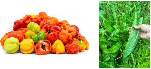 DIASPORA ASIAN SEEDS Aji Dulce pepper seeds ideal for sweet spicy garden harvest