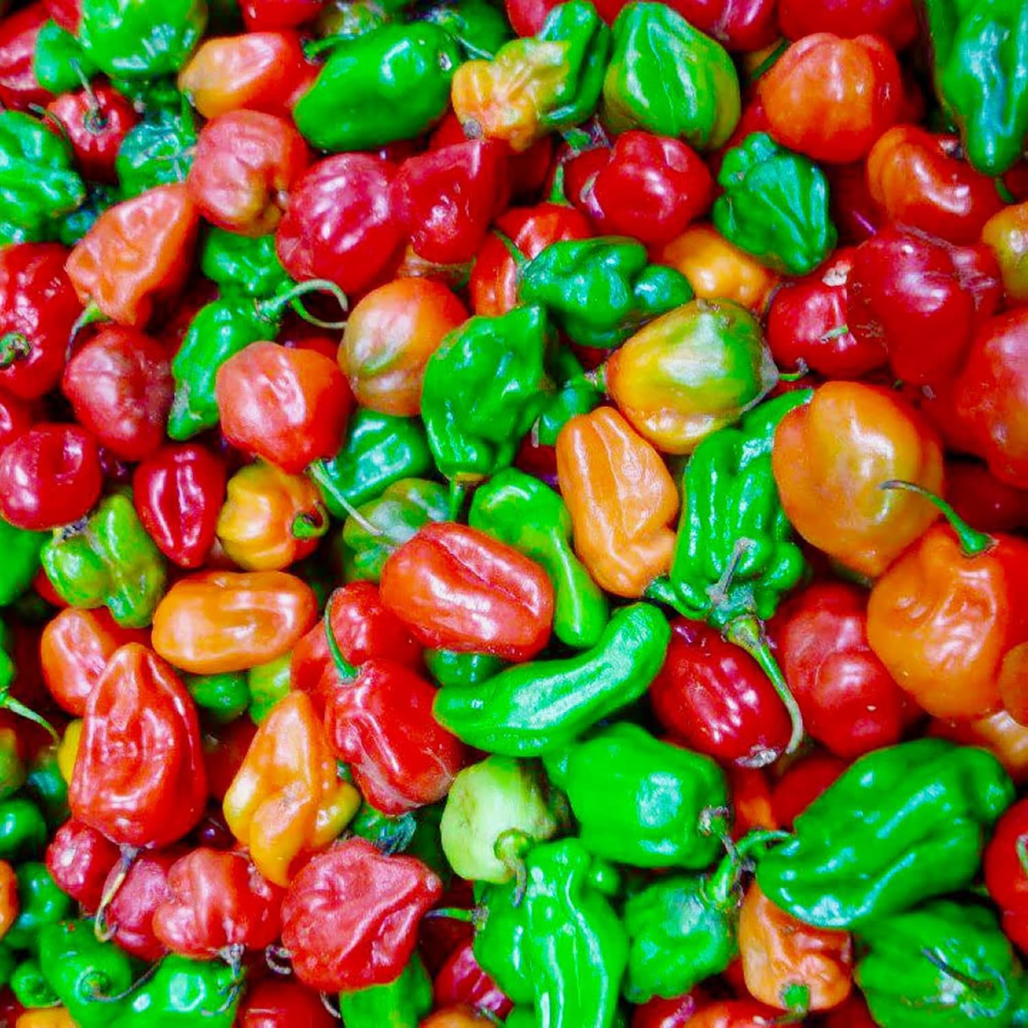 DIASPORA ASIAN SEEDS Container garden setup with sun-loving peppers from this combo