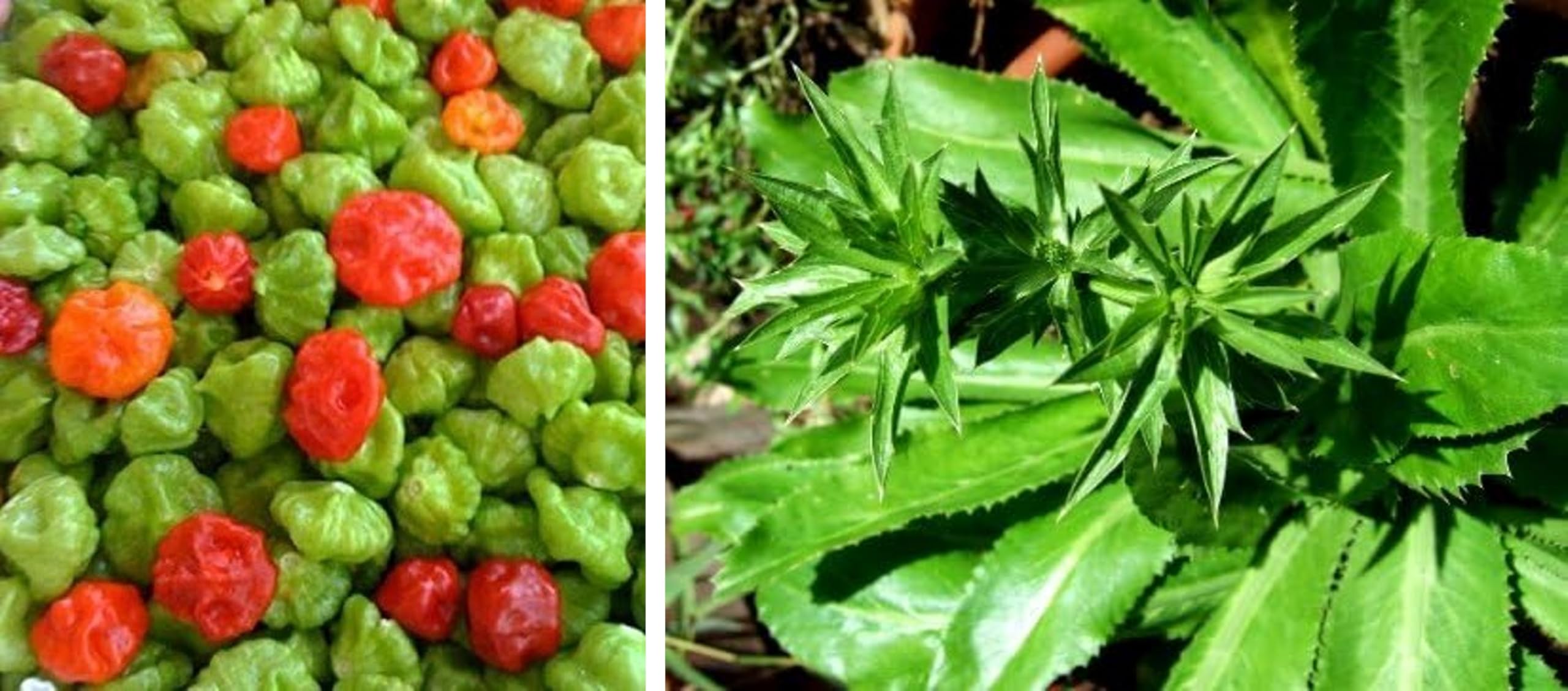 DIASPORA ASIAN SEEDS Recao Culantro leaf close-up highlighting fresh herb potential
