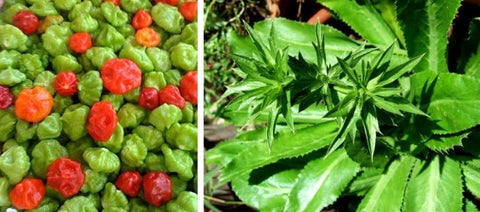 DIASPORA ASIAN SEEDS Recao Culantro leaf close-up highlighting fresh herb potential