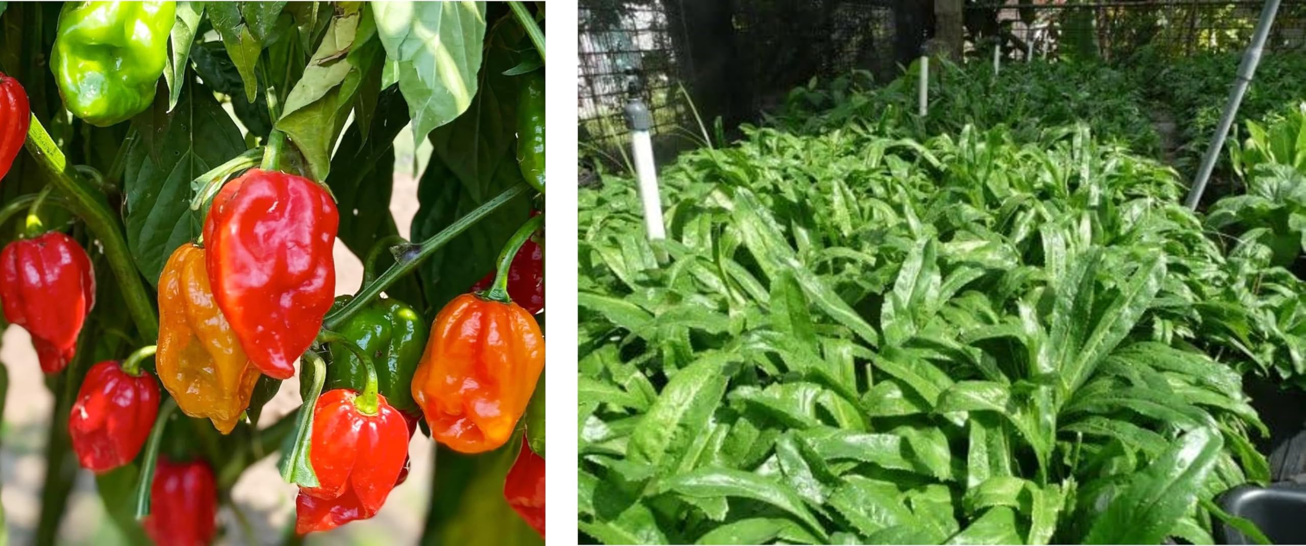 DIASPORA ASIAN SEEDS Maturity timeline 110–115 days guidance for peppers