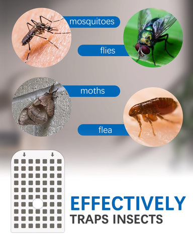 Dichroma GS6 replacement cards with strong adhesion for small insects.