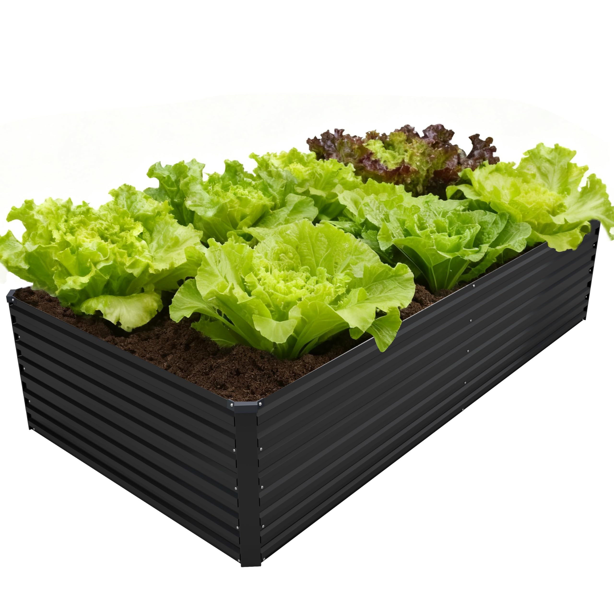 DIIYIV 8x4x2ft galvanized raised garden bed demonstrates ample space for vegetables and herbs.
