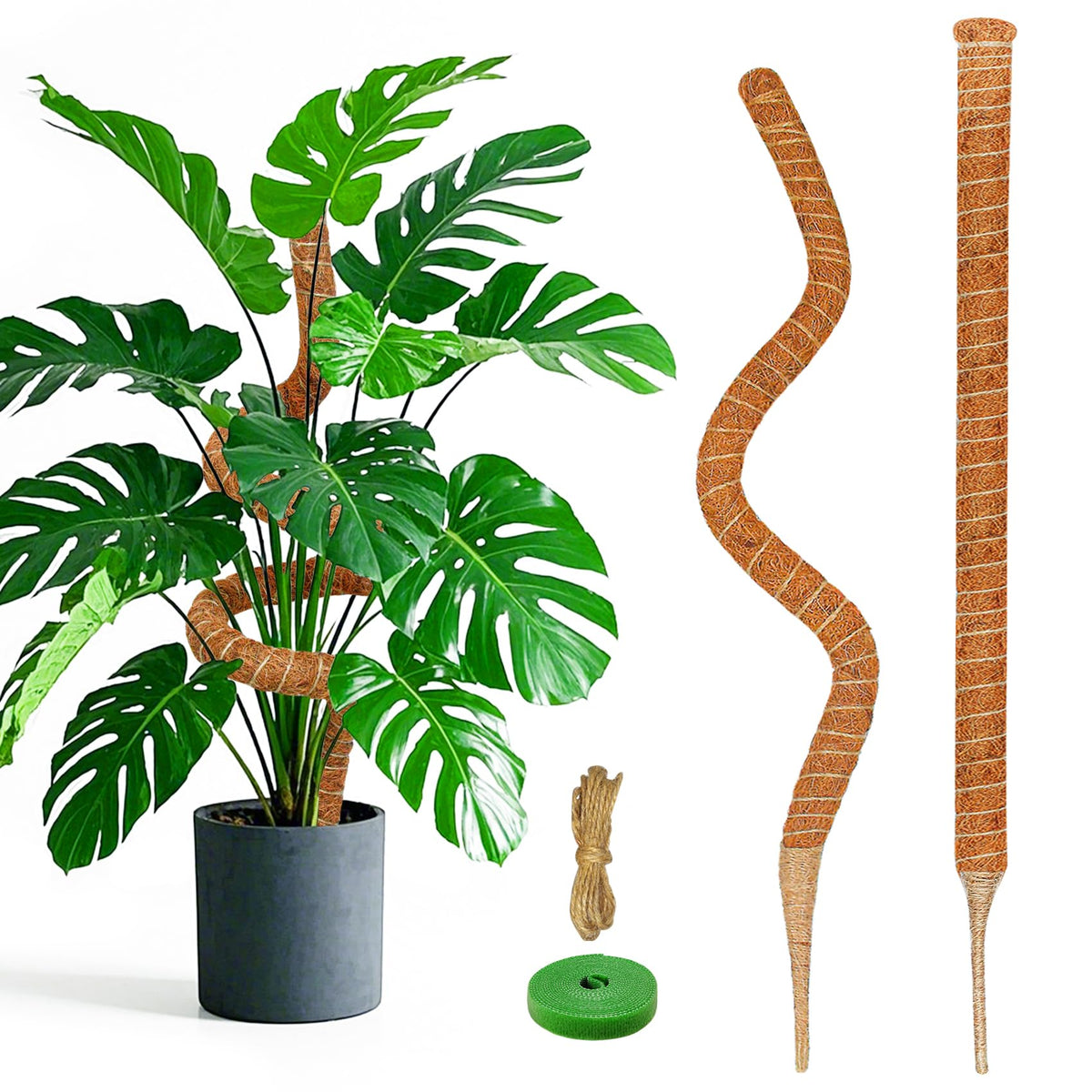 Dimpoo 28-inch moss pole supports Monstera with natural grip for aerial roots.