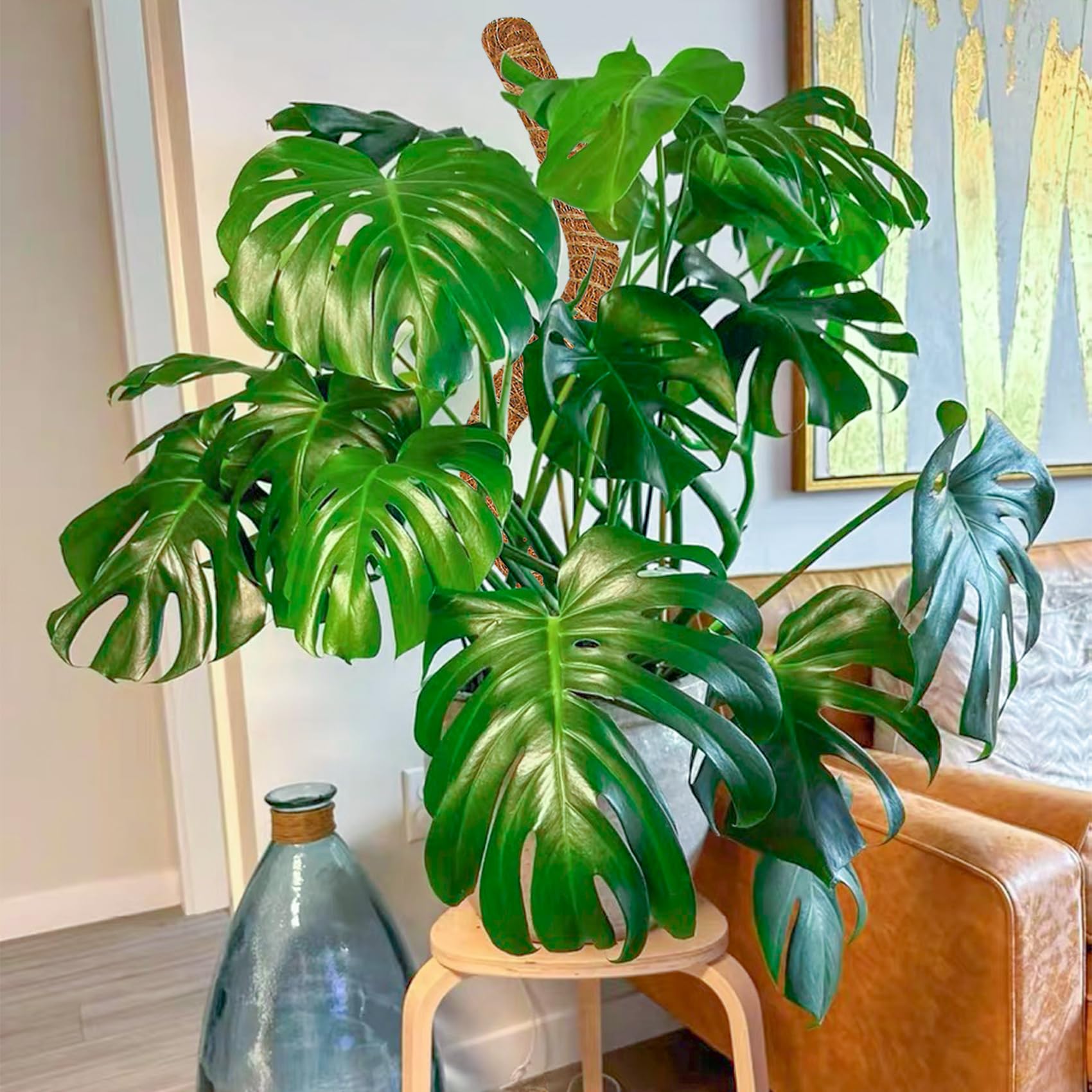 Dimpoo 28-inch moss pole suits pothos and philodendron vines.