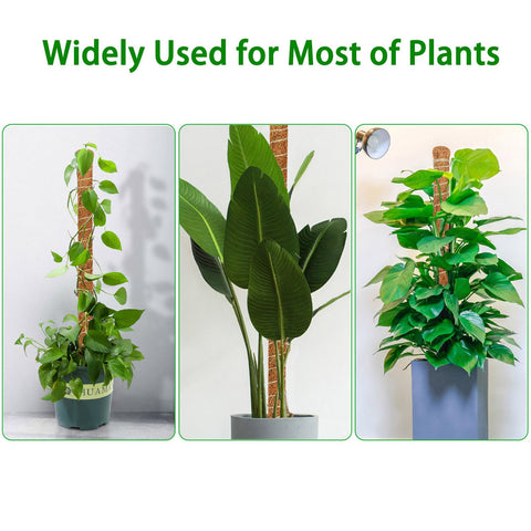 Dimpoo moss pole supports climbing plants like monstera and pothos.