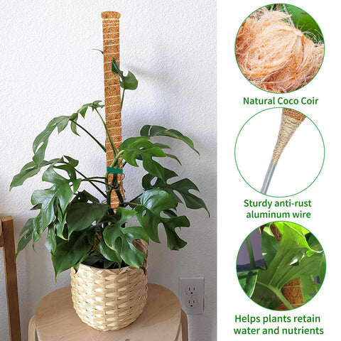 Dimpoo moss pole in pot setup showing vertical support for climbers.