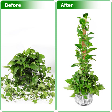 Dimpoo moss pole setup for monstera, pothos, ivy indoors.