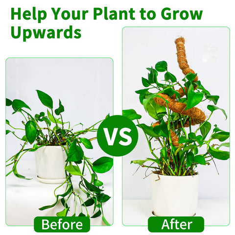 Dimpoo natural coir fiber moss pole enhances root moisture retention.