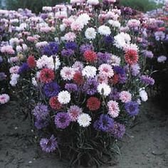 Dirt Goddess Super Seeds cornflower tall mix ground sowing for sun or shade