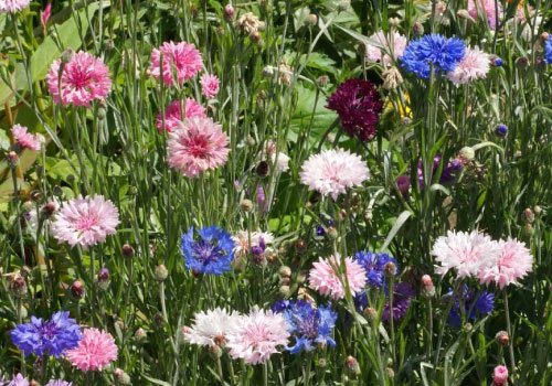 Dirt Goddess Super Seeds cornflower tall mix seed closeup showing heirloom quality