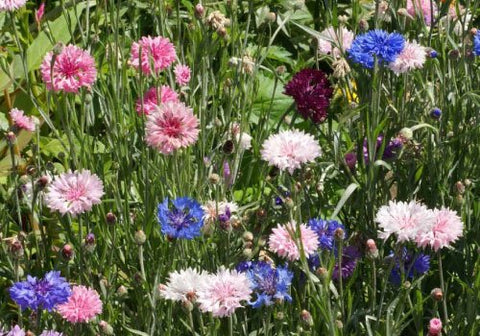 Dirt Goddess Super Seeds cornflower tall mix seed closeup showing heirloom quality